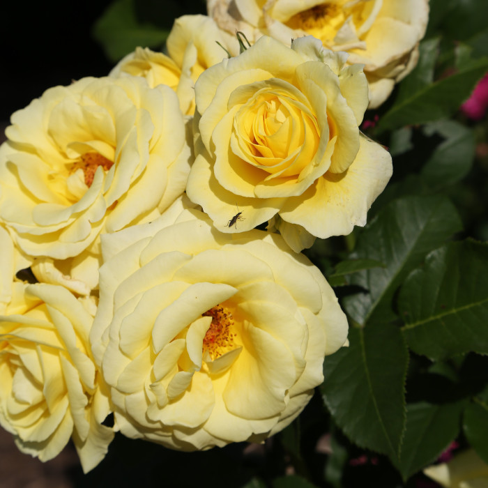 RUSTICA® III var. Meilaocil